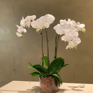 Phalaenopsis Orchid Flower